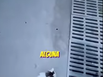 V1002003 todos se burlaban de este gatito ella hizo lo impensable (Parte 2)