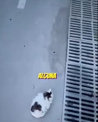 V1002003 todos se burlaban de este gatito ella hizo lo impensable (Parte 2)