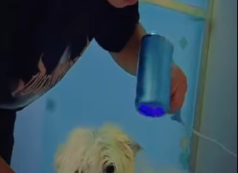 V1002007 el perrito los siguió hasta que fue adoptado (Parte 2)