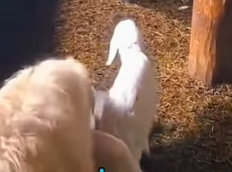 V1002017 la madre siempre imponiendo respeto (Parte 2)