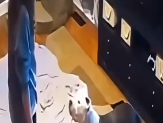 V1002016 los los perros hay que enseñarlos respetar (Parte 2)