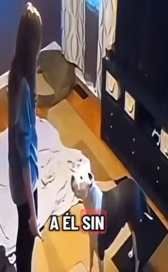 V1002016 los los perros hay que enseñarlos respetar (Parte 2)