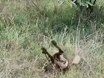 L0902007 Leopard bullies hyena is beaten by hyena (Parte 2)