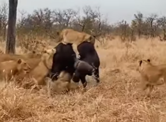 L0902016 unity among buffaloes, rescuing their companions fighting aga