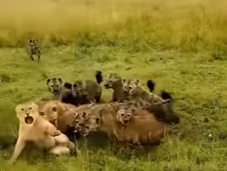 L0902003 Why do lions hyenas always have hatred (Parte 2)