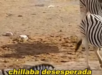 L0902017 Zebra attacks baby zebra (Parte 2)