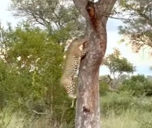 L0902005 hatred between hyenas leopards can never be resolved (Parte 2)