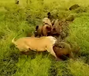 L0902013 think hatred between lions hyenas will never be resolved (Parte 2)