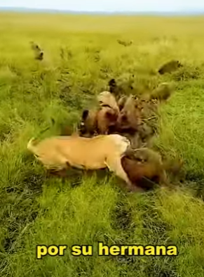 L0902013 think hatred between lions hyenas will never be resolved (Parte 2)