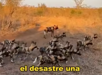 L0902001 pack of wild dogs targeted pregnant hyena (Parte 2)