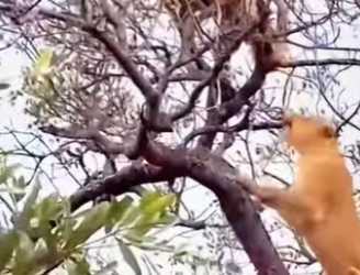 L0902009 Leopard Revenge (Parte 2)