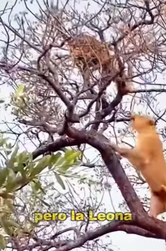 L0902009 Leopard Revenge (Parte 2)