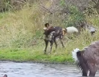 L0902014 Survival on River Despair Struggle of Deer (Parte 2)