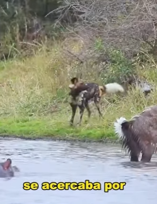 L0902014 Survival on River Despair Struggle of Deer (Parte 2)