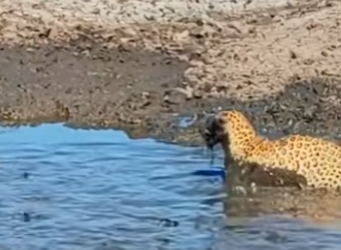 L0902018 During dry season, lucky leopard spotted school of plump catf (Parte 2)