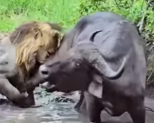 L0902012 unity among buffaloes once again shows us power of unity (Parte 2)