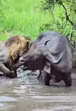 L0902012 unity among buffaloes once again shows us power of unity (Parte 2)