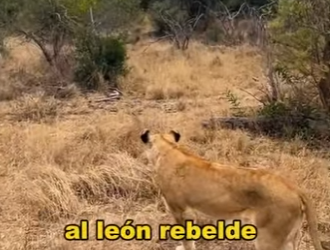 L0902008 Revenge of Lion King (Parte 2)