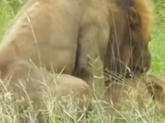 L0902004 hatred between lions hyenas can never be resolved (Parte 2)