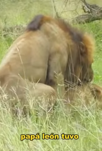 L0902004 hatred between lions hyenas can never be resolved (Parte 2)