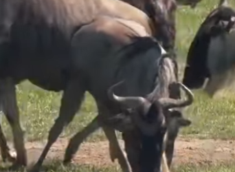 L0902015 Wildebeest fights lioness to protect cubs (Parte 2)