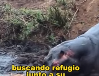 L0902006 Hippo rescues deer but hurts him again (Parte 2)