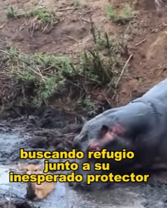 L0902006 Hippo rescues deer but hurts him again (Parte 2)