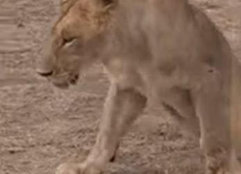 L0902002 Lion carelessness leads to death (Parte 2)