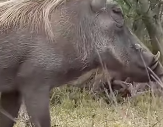 L0902010 Warthog arrogance is chewed by lion (Parte 2)