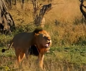 Lion King defends his territory (Part 2)