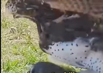 Fall of Warthog Family (Part 2)