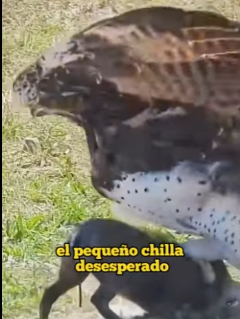 Fall of Warthog Family (Part 2)