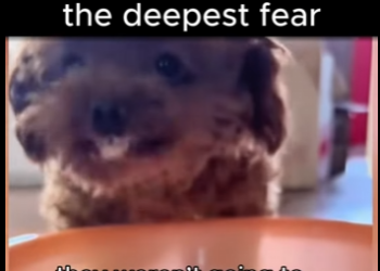 X0702004 He was scared of everyone until he realized we just