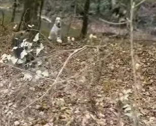 I0802011 Thank god angel found beautiful dog decided to follow her (Part 2)