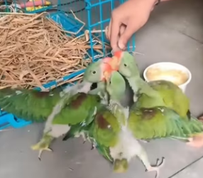 R1002012 flock of baby parrots lost their mother were adopted by good (Part 2)