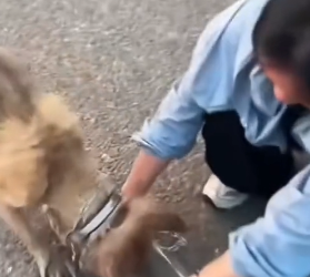 R1002011 Rescue poor dog (Part 2)