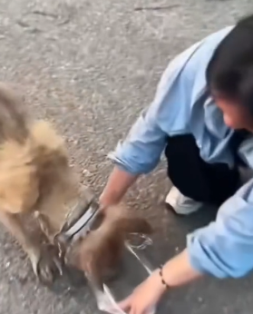 R1002011 Rescue poor dog (Part 2)