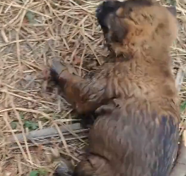 R1002004 Found little dog had fallen into drain. rescued it (Part 2)