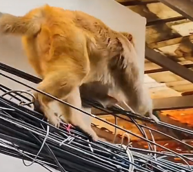 R1002015 Have you ever seen one armed monkey refusing to accept food (Part 2)