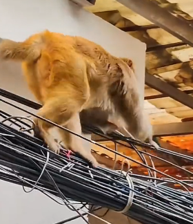 R1002015 Have you ever seen one armed monkey refusing to accept food (Part 2)