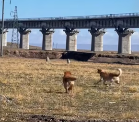 R1002017 two dogs protected their owner (Part 2)