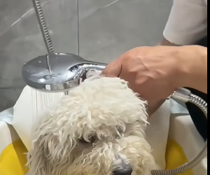 R1002010 rescue captive dogs (Part 2)