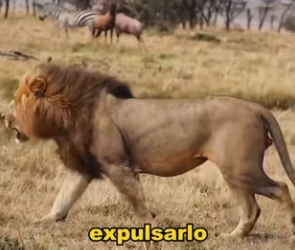 R1002018 lion was trapped in tree by buffalo (Part 2)