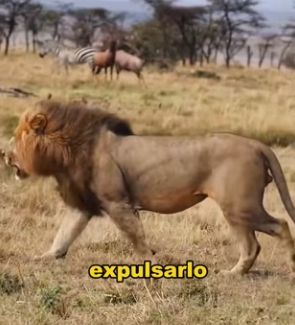 R1002018 lion was trapped in tree by buffalo (Part 2)