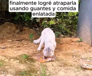 R1002003 Its leg is injured, if he is not saved, he will face threat to (Part 2)