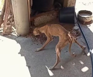 R1002005 Found an extremely thin dog (Part 2)