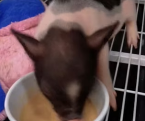 R1002001 small pig purchased online (Part 2)