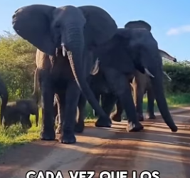 R1002016 Baby elephant saves man flood (Part 2)