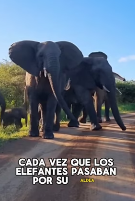 R1002016 Baby elephant saves man flood (Part 2)