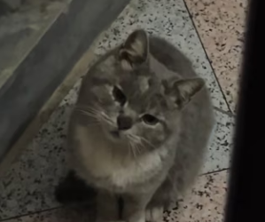 R1002006 found stray cat outside my window. opened door invited (Part 2)